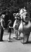 Thumbnail bb360.jpg 