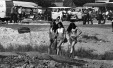 Thumbnail bb423.jpg 