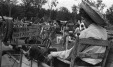 Thumbnail bb491.jpg 