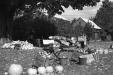 Thumbnail bb372.jpg 