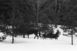 Thumbnail bb585.jpg 