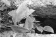 Thumbnail bbe061.jpg 