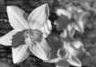 Thumbnail bbe069.jpg 