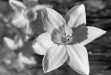 Thumbnail bbe072.jpg 