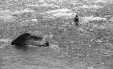 Thumbnail bbe042.jpg 