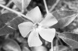 Thumbnail bb311.jpg 