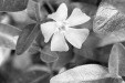 Thumbnail bb316.jpg 