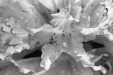 Thumbnail bb346.jpg 