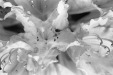 Thumbnail bb348.jpg 
