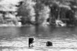 Thumbnail bb356.jpg 