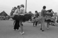 Thumbnail bb183.jpg 