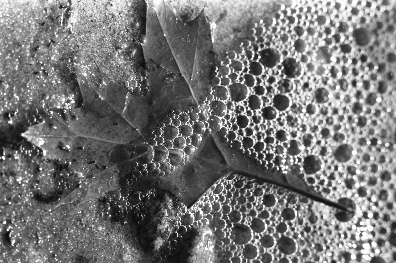 Scaled image scan181.jpg 