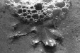 Thumbnail scan167.jpg 
