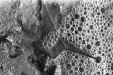 Thumbnail scan181.jpg 