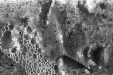 Thumbnail scan182.jpg 