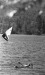 Thumbnail bb755.jpg 