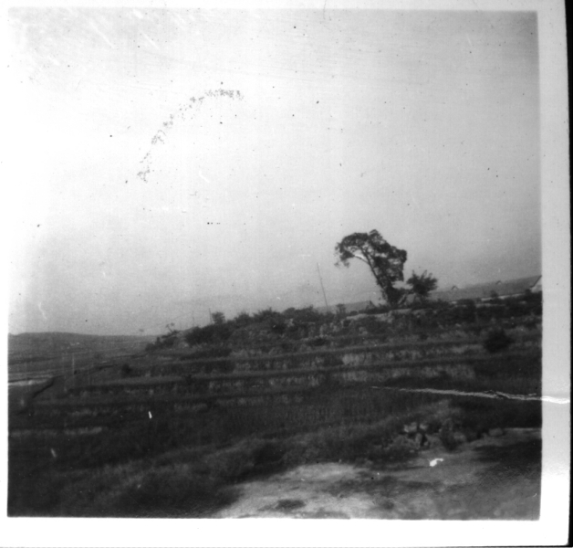 Scaled image s00515.jpg 