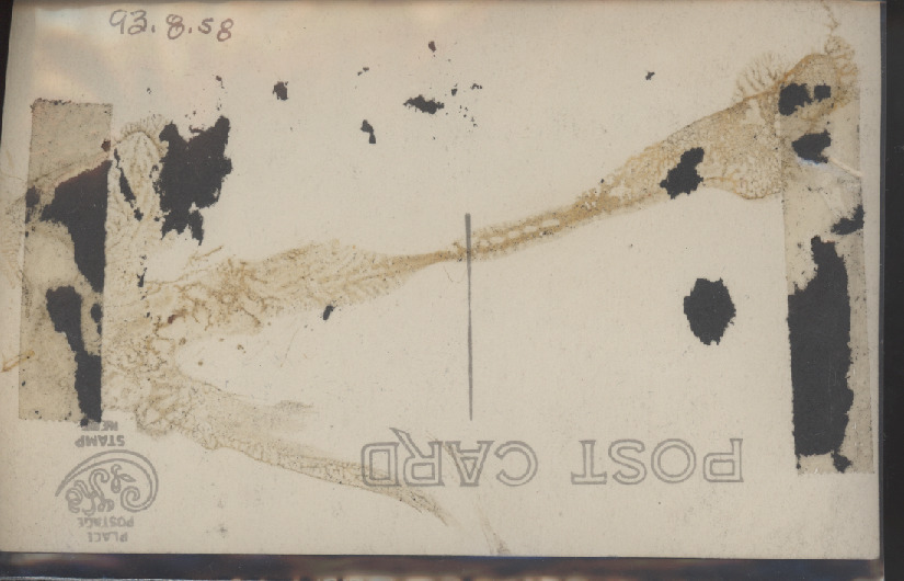 Scaled image s00113.jpg 